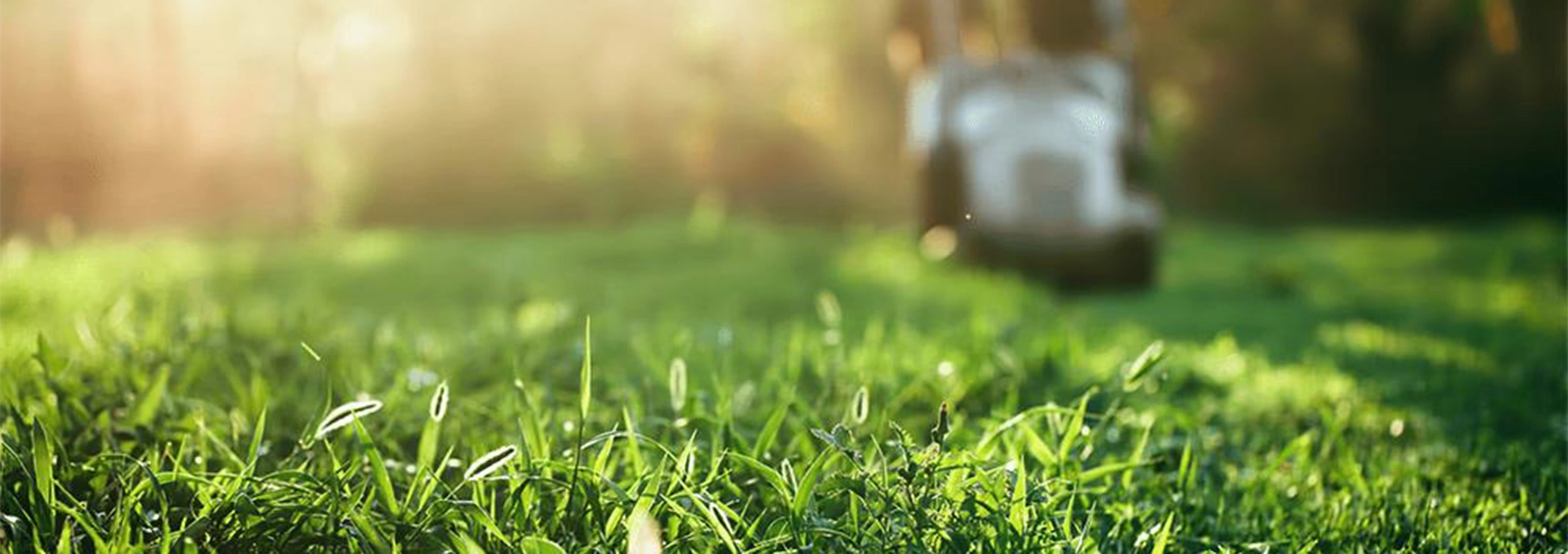 Marcelo's Landscaping 4ml 6554 Croped