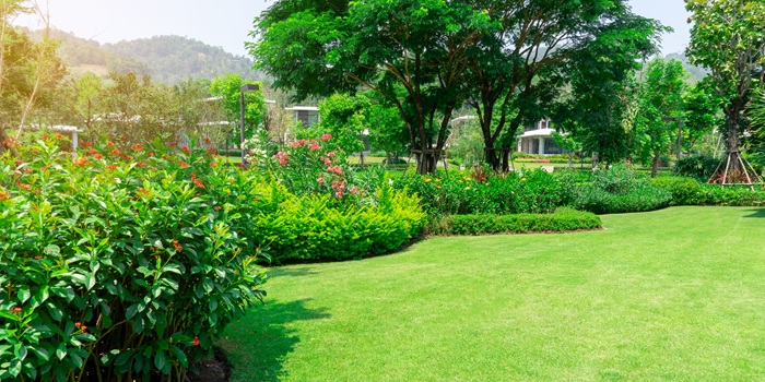 Fresh Green Grass Smooth Lawn As A Carpet With Curve Form Of Bush, Trees On The Background, Good Maintenance Lanscapes In A Garden Under Cloudy Sky And Morning Sunlight